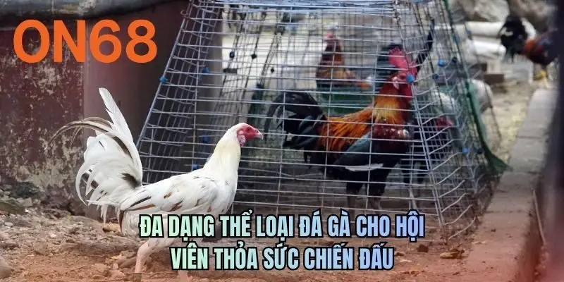 Đa dạng thể loại đá gà cho hội viên thỏa sức chiến đấu