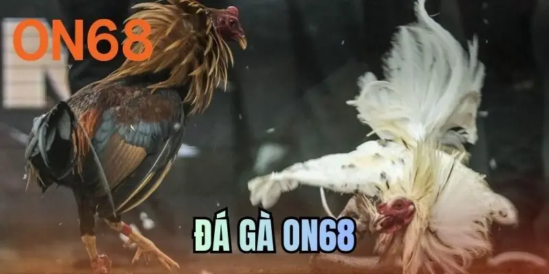 Đá Gà ON68 - So Tài Kịch Tính Và Tranh Tài Hấp Dẫn